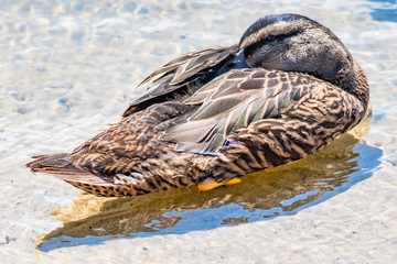 Mallard Duck having a scratch