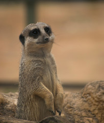 A Suricata