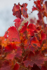 Vineyards in the autumn with red foliage. Transition of the vine to wintering. Wine-making. Technology of wine production. Wine production in Moldova.