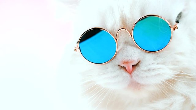 Portrait of highland straight fluffy cat with long hair and round sunglasses. Fashion, style, cool animal concept. Studio footage. White pussycat on white background. 4k