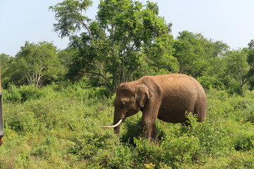 Naklejka na ściany i meble Male asian Elephant inside the udawalawe national park, Sri Lanka