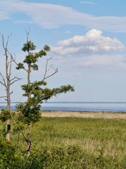 Baum an der Ostseeküste