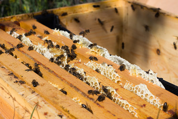 Abejas volando en una caja con paneles de miel y cera rebosante