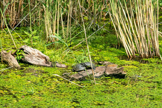 Typical landscape at swamp area of Imperial Pond (Carska bara), large natural habitat for birds and other animals from Serbia. Mating the turtles.