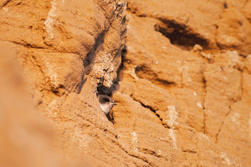 Swift chick sitting in a hole