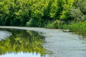 Typical landscape at swamp area of Imperial Pond (Carska bara), large natural habitat for birds and other animals from Serbia