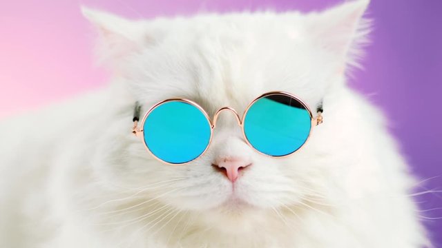 Portrait of highland straight fluffy cat with long hair and round sunglasses. Fashion, style, cool animal concept. Studio footage. White pussycat on violet background