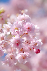 桜クローズアップ