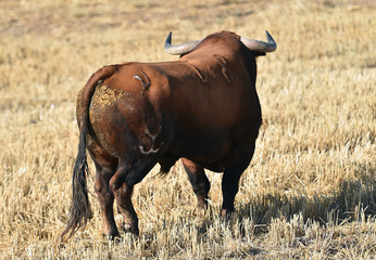 bull in spain