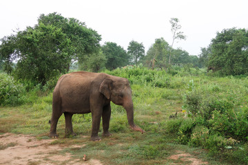 Fototapeta na wymiar Asian Elephant inside the udawalawe national park, Sri Lanka