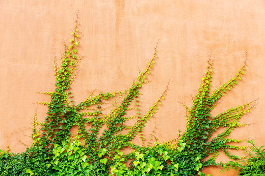 background of a vine-clad terracotta colored wall with