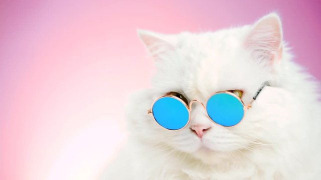 Portrait of highland straight fluffy cat with long hair and round sunglasses. Fashion, style, cool animal concept. Studio footage. White pussycat on pink background. 4k
