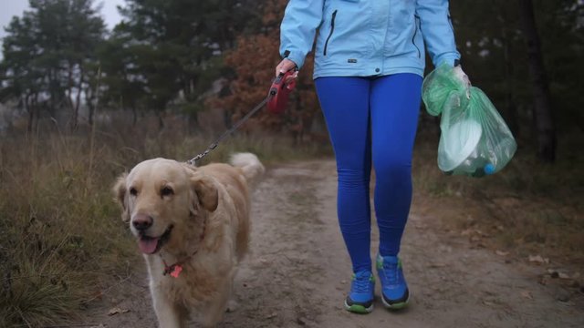 Low section of active sporty woman with her pet bending to pick up litter on rural track during morning jog in autumn woodland. Nature friendly female runner with labrador dog doing plogging outdoors.