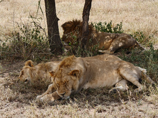 Lions endormis