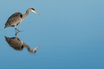 Great Blue Heron wading in calm water hunting for a meal, full reflection, Skagit Valley, Washington, USA