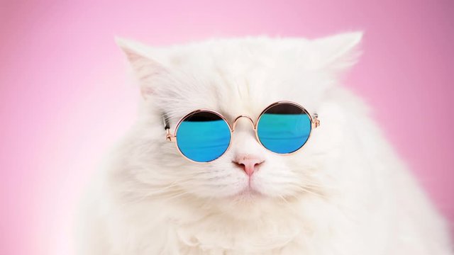 Portrait of highland straight fluffy cat with long hair and round sunglasses. Fashion, style, cool animal concept. Studio footage. White pussycat on pink background. 4k