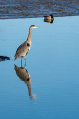 Great Blue Heron wading in calm water hunting for a meal, full reflection, Skagit Valley, Washington, USA