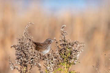 Lincoln's Sparrow perched on a fluffy seed head feeding, fall color, Skagit Valley, Washington, USA