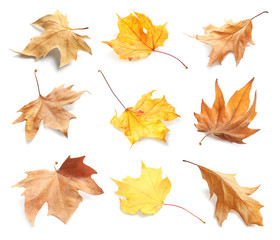 Set with autumn leaves on white background. Fall foliage