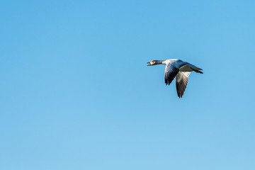 Snow Goose flying in a clear blue sky, Skagit Valley, Washington, USA