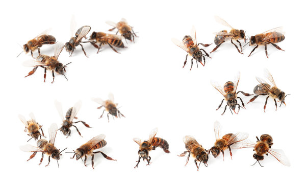 Set with honey bees on white background