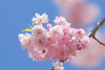 桜クローズアップ