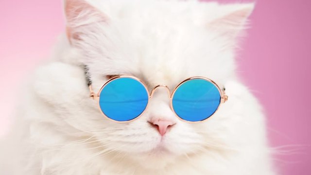 Close portrait of white furry cat in fashion sunglasses. Studio footage. Luxurious domestic kitty in glasses poses on pink background wall. 4k