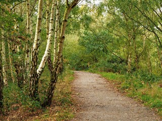 Path through woodland with silver birch tree trunks in summer