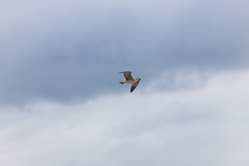 Seagull on the beach in flight