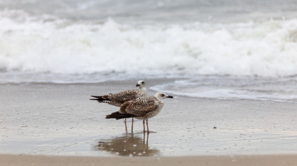 Seagull on the beach in flight