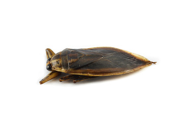 giant water bug isolated on white background / brown insect of giant water bug live in swamp for food