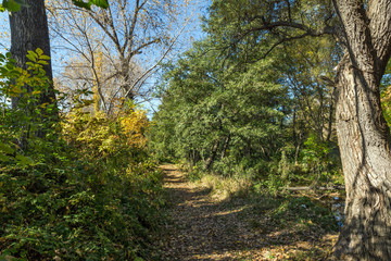 Autumn Landscape with yellow tree near Pancharevo lake, Sofia city Region, Bulgaria