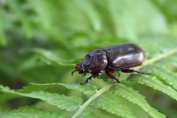 dark brown beetle on green fern