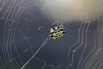 Spider in web, against sunlight