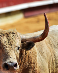 cabeza de toro