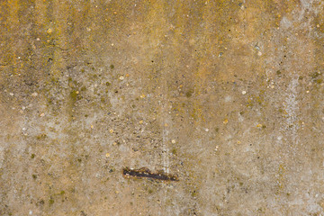 Asbestos slate texture concrete covered with lichen and moss	