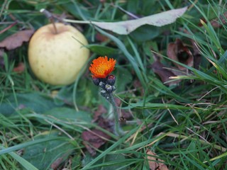 Orange autumn flower