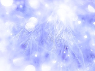 Blu feather pattern texture background with bokeh