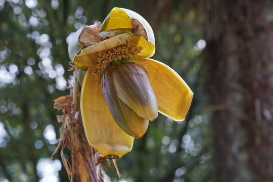 Flower of banana tree on a natural background blur and bokeh