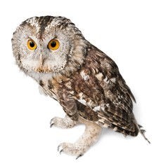 Eagle Owl