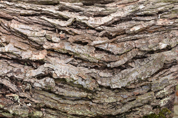 Tree bark in detail