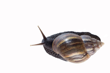 giant african snail isolated on white background