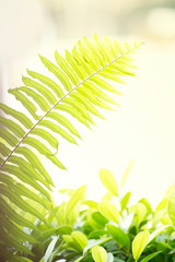 Fern leaf with blurred nature background.Morning concept.