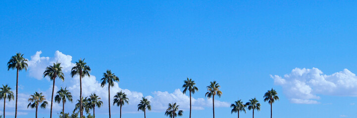 Phoenix Palm Tree Skyline