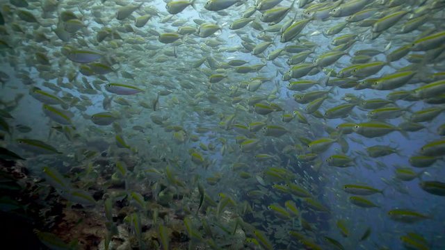 Amazing Yellow bright big school of fishes in Blue mystery water.