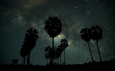 Palm trees and the Milky Way