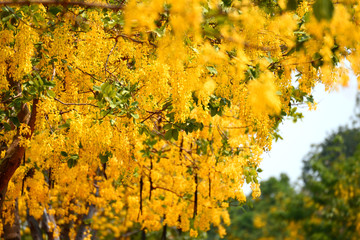 Golden Shower Tree, Thailand's native plant