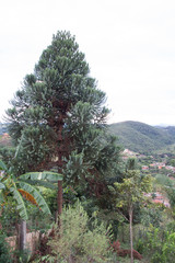 pine tree on background of blue sky