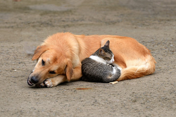 Dog and cat