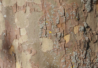 London plane tree bark